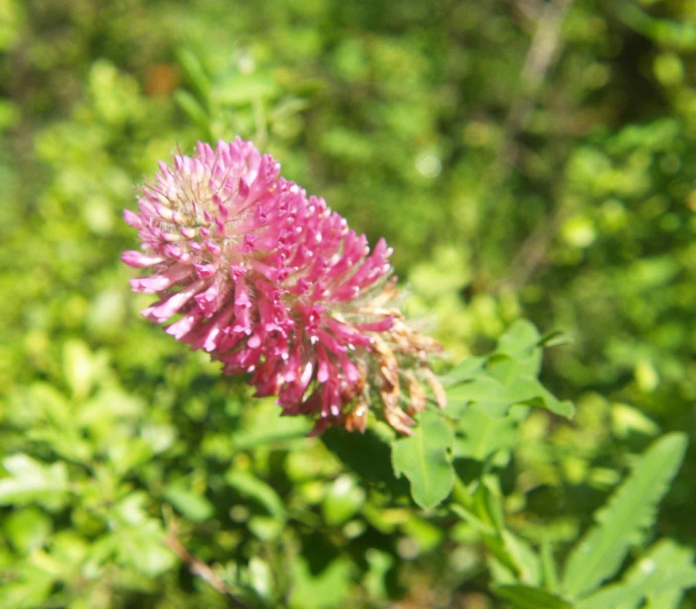 Clover, Ornamental flower